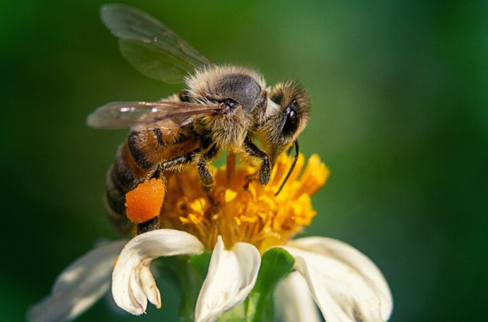 bee-chamomile-flower